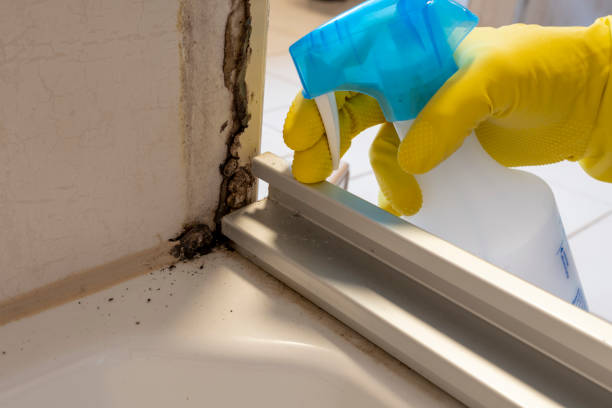 Best Emergency Mold Remediation in Duarte, CA