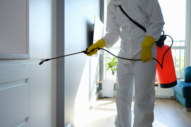 Best Basement Mold Remediation in Duarte, CA