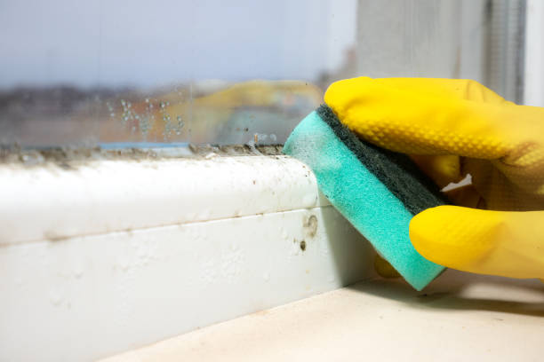 Best Localized Mold Remediation (e.g., coastal areas, humid climates) in Duarte, CA